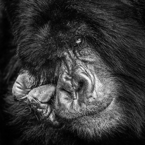 Portrait animalier de gorille en noir et blanc.